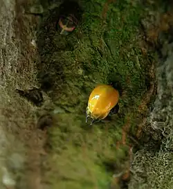 Alors que des taches apparaissent —&nbsp;à peine visibles&nbsp;— sur les élytres, les ailes commencent à apparaître sous les élytres.