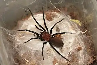 Description de l'image Harmonicon oiapoqueae.jpg.