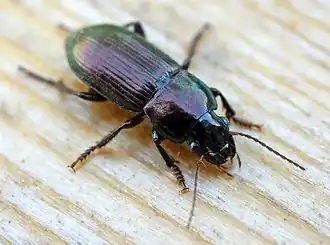 Harpalus tardus.