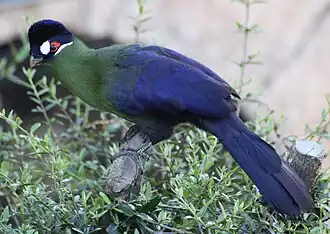 Description de cette image, également commentée ci-après