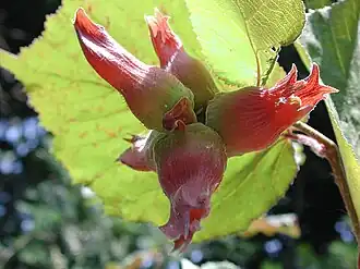 Description de cette image, également commentée ci-après