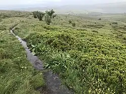 Hautes Chaumes du Forez en été.
