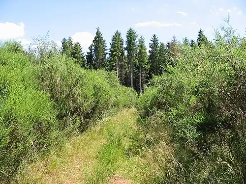 Végétation sauvage sur les hauteurs.