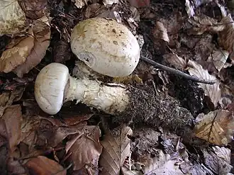 Hebeloma radicosumStipe radicant