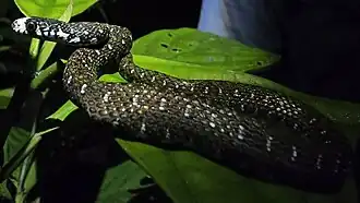 Description de l'image Hebius flavifrons.jpg.