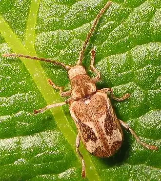 Description de l'image Hedobia imperialis.jpg.