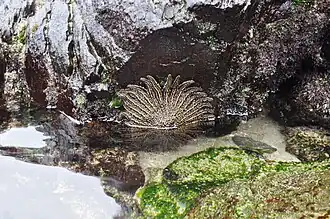 Heliaster helianthus.