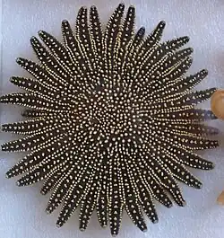 Heliaster helianthus