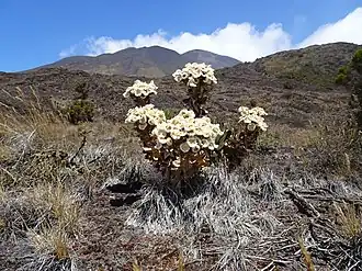 Description de l'image Helichrysum mannii 65377528.jpg.