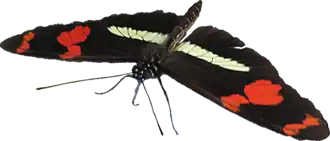 Description de l'image Heliconius telesiphe.png.