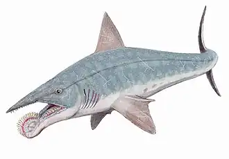 Helicoprion bessonovi selon l'hypothèse d'une mâchoire inférieure prognathe.
