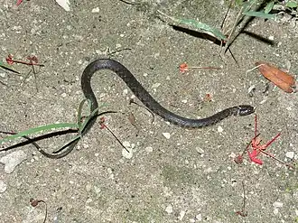 Description de l'image Helicops danieli 8310880.jpg.