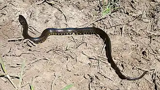 Description de l'image Helicops leopardinus (SCHLEGEL, 1837).jpg.