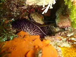 Spécimen blanc et violet.