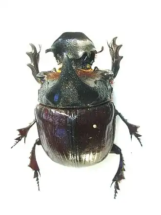 Description de cette image, également commentée ci-après