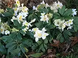 Un groupe de roses de Noël