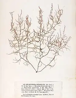 Helminthora divaricata