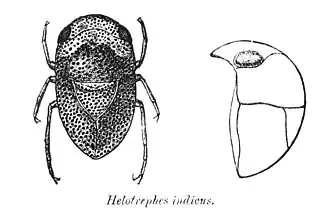 Helotrephidae: Helotrephes indicus