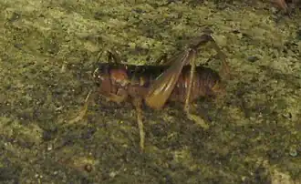 Un weta dans la litière du sol.