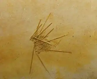 Hemicidaris intermedia (Hemicidaridae).