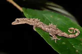 Description de l'image Hemidactylus ansorgii.jpg.