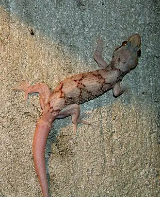 Description de l'image Hemidactylus depressus.jpg.
