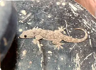 Description de l'image Hemidactylus flaviviridis.jpg.