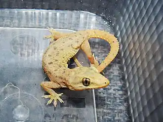 Description de l'image Hemidactylus kushmorensis.jpg.