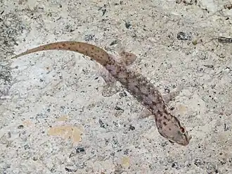 Description de l'image Hemidactylus robustus.jpg.