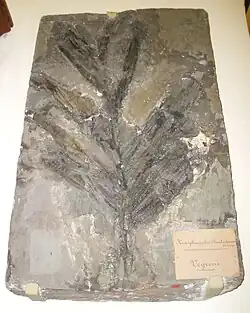 Fossile de Hemiphoenicites dantesiana, une palme disparue.