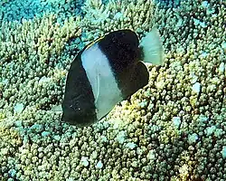 Hemitaurichthys zoster