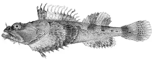 Hemitripterus bolini