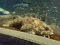 Hemitripterus villosus