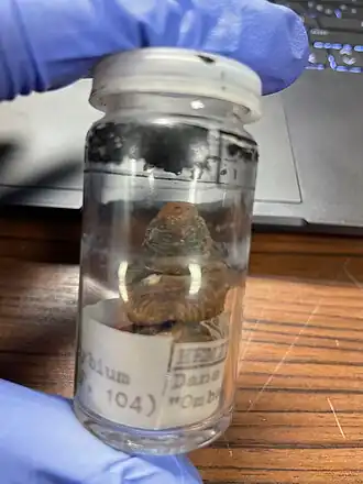 Description de l'image Hemiurus.jpg.