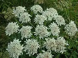 Inflorescence de Berce commune