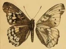 Description de l'image Herona sumatrana.JPG.