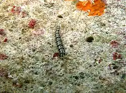 Un ver hésionidé non identifié