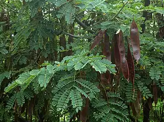Description de l'image Hesperalbizia occidentalis I.jpg.