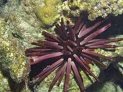 Un oursin-crayon (Heterocentrotus mamillatus, forme violette) de nuit
