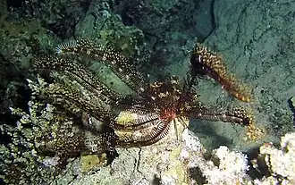 Heterometra savignii