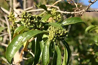 Description de l'image Heteropyxis natalensis01.jpg.