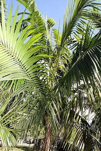 Description de l'image Heterospathe elata 5zz.jpg.