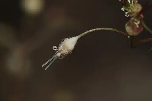 Exemple de fleur et ébauche de fructification (Heuchera micrantha).