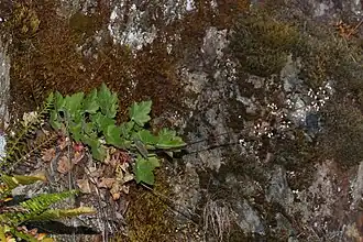 Description de l'image Heuchera micrantha 4937.JPG.