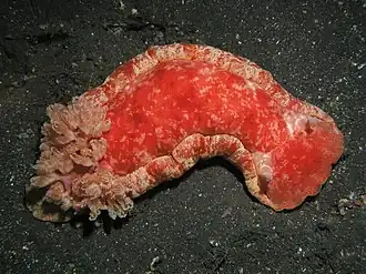 Hexabranchus sanguineus, un Hexabranchidae.