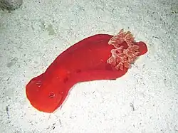 Spécimen entièrement rouge