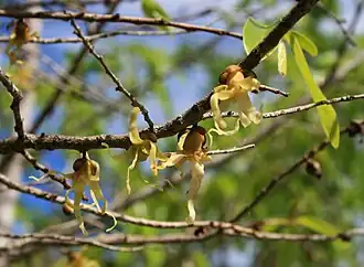 Description de l'image Hexalobus monopetalus 2.jpg.