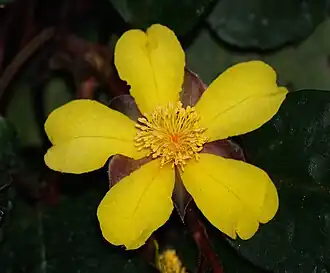 Description de l'image Hibbertia.dentata.flower.jpg.