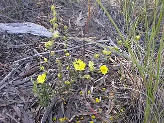 Description de l'image Hibbertia obtusifolia 1.jpg.
