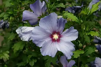 Althéa (Hibiscus syriacus), cultivar.